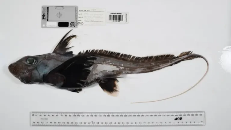 Del tiburón fantasma a la “bola de la muerte”: descubren más de mil nuevas especies marinas en un año